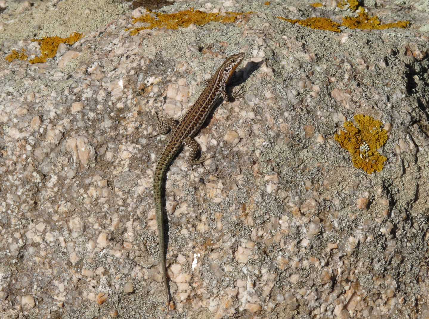 Lucertole a Capo Testa (Podarcis tiliguerta)